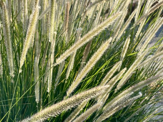 Photo of Pennisetum macrourum by Patricia Cunningham