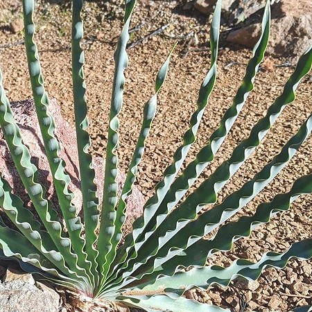 Boophone disticha ブーファン ディスティチャ 4号深鉢