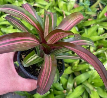 Photo of Neoregelia 'Zoe' flower, foliage by Little Prince of Oregon