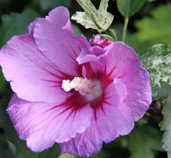 Photo of Hibiscus syriacus flower by Cistus Nursery