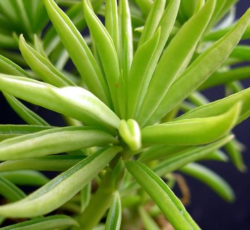 Photo of Peperomia ferreyrae by Cactus Jungle