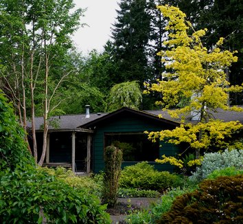 Photo of Quercus robur 'Concordia' form by Karl Gercens III