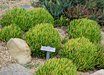 Dudleya