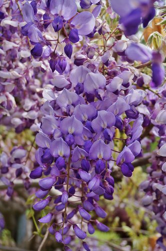 Wisteria 'Caroline' | Wisteria floribunda 'Caroline' | plant lust
