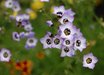 Gilia