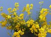 Calceolaria