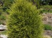 Platycladus