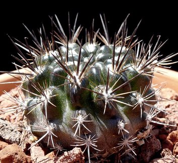 Photo of Eriosyce taltalensis [violet-flowered form] by Cactus Jungle