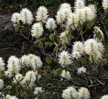 Photo of Fothergilla gardenii flower by Fritz Geller-Grimm
