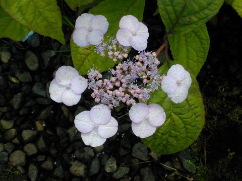 ドナルド・サルタン 「hydrangea in a green pot」 定番品】ドナルド・サルタン 「hydrangea in a green pot
