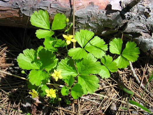 Photo of Waldsteinia fragarioides flower, foliage, habit by Superior National Forest
