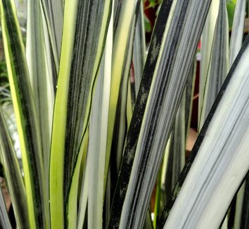 Photo of Sansevieria trifasciata 'Bantel's Sensation' foliage by Danger Garden