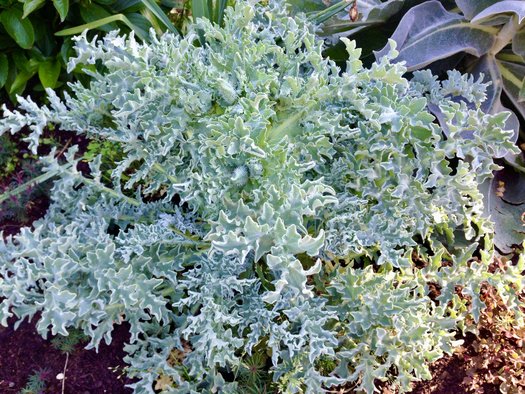 Photo of Glaucium flavum by plant lust