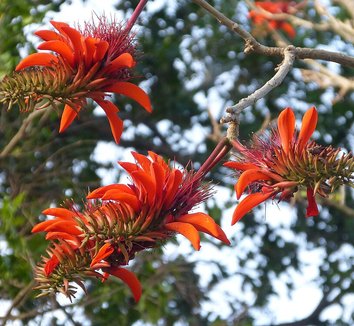 Photo of Erythrina lysistemon flower by gailhampshire