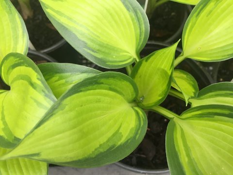 Hosta 'June Spirit'