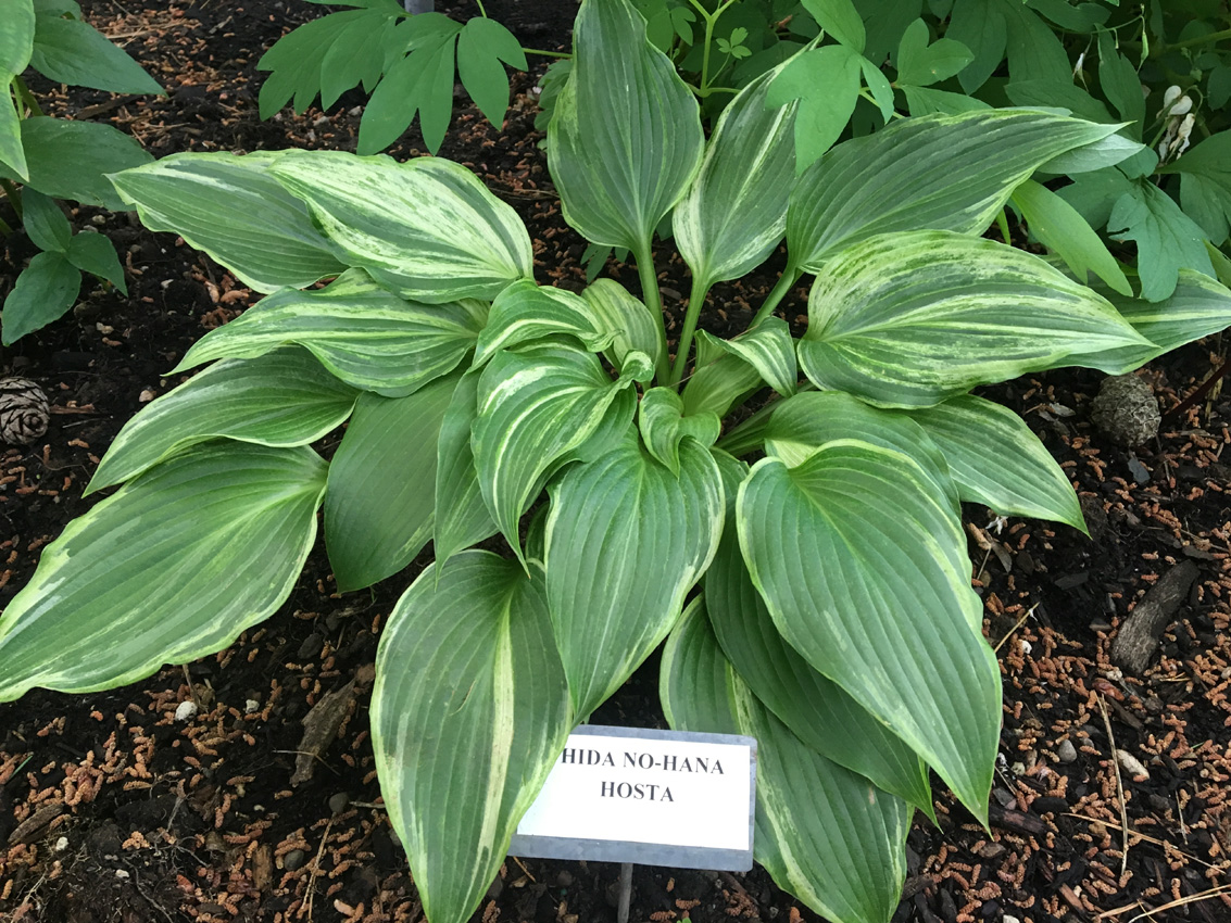 Photo of Hosta 'Hida No-Hana' foliage, form by Sebright Gardens