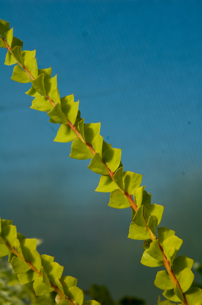 Photo of Acacia pravissima foliage by Secret Garden Growers