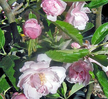 Photo of Malus ioensis 'Prairie Rose' flower by Conifer Kingdom
