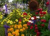 Erysimum