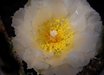 Tephrocactus
