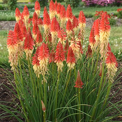 Photo of Kniphofia 'Rocket's Red Glare' PP30772 flower, habit by Phoenix Perennials and Specialty Plants Ltd.