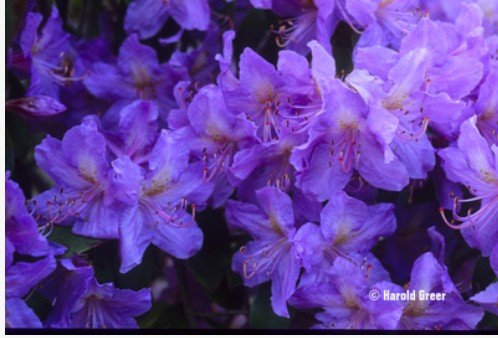 Photo of Rhododendron augustinii 'Royal Purple'