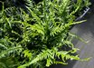 Asplenium