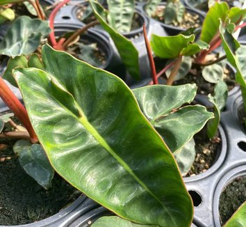 Philodendron from multiple nurseries on Plant Lust