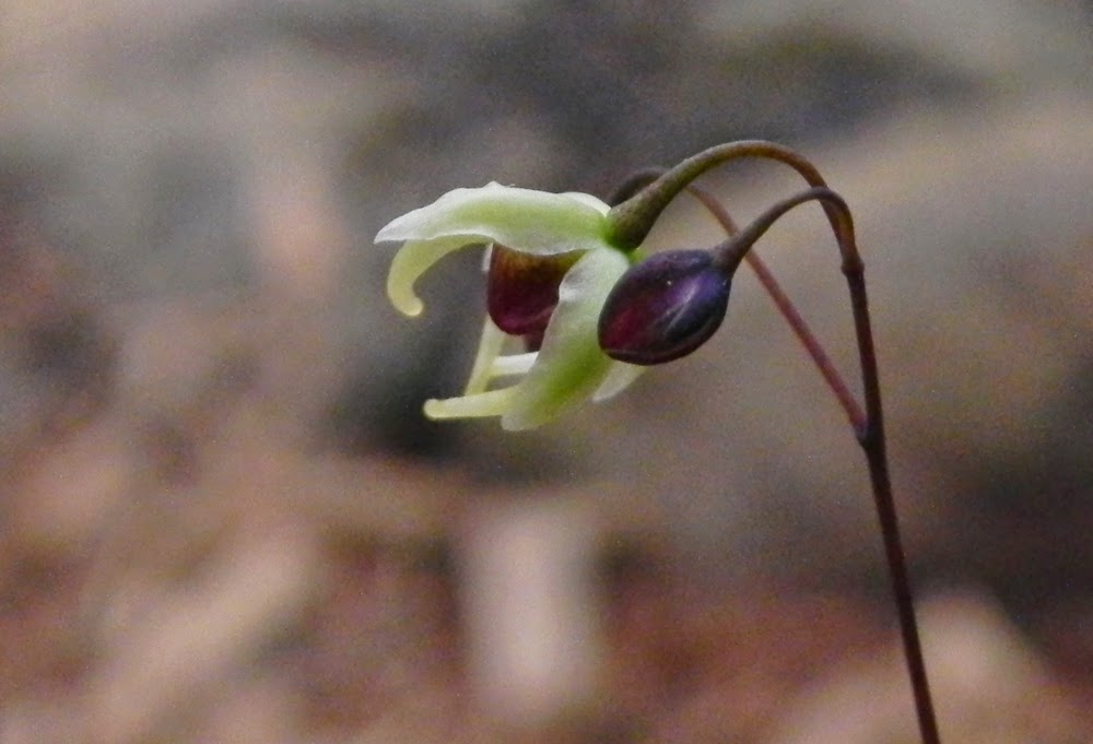 Photo of Epimedium 'Domino' flower by Petal Talk