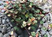Muehlenbeckia