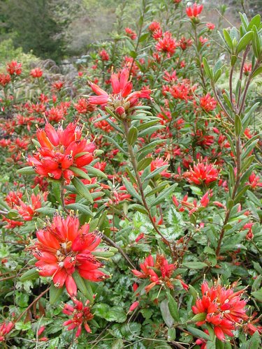 Rhododendron spinuliferum | | plant lust