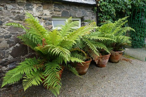 Portal Cool Hardy Golden Tree Fern - 25+ Fresh Spore Seeds Dicksonia Fibrosa Portal Cool Hardy Golden Tree Fern - 25+ Fresh Spore Seeds Dicksonia Fibrosa