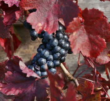 Photo of Vitis vinifera 'Purpurea' foliage, fruit by Karl Gercens III