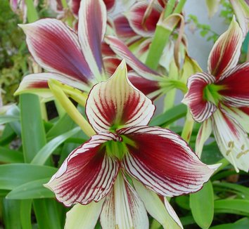 Photo of Hippeastrum papilio flower by Karl Gercens III