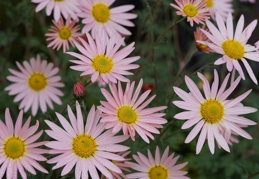 thumbnail image 2 of 4 Starter Plants: Dendranthema 'Hillside Pink Sheffield' – Long Blooming Perennial 2 of 5