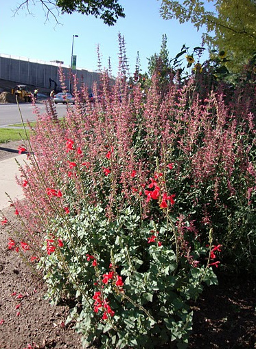 Photo of Salvia darcyi flower, form by Panayoti Kelaidis