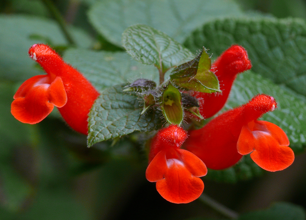 Photo of Salvia disjuncta flower by J.G. in SF