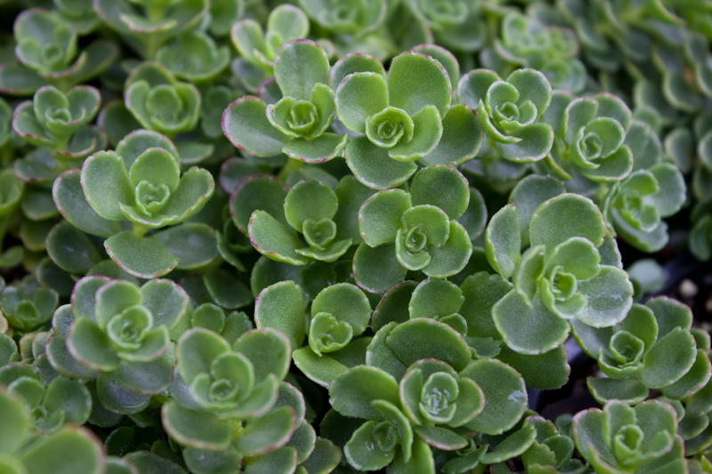 Photo of Sedum spurium 'John Creech' foliage by Native Sons