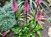 Veltheimia