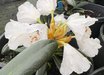 Rhododendron degronianum ssp. yakushimanum 'Yaku Angel'
