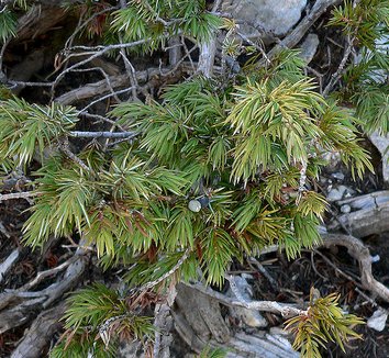 Photo of Juniperus communis var. depressa foliage, form by Stan Shebs