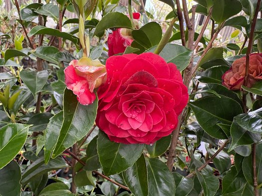 Photo of Camellia japonica 'Black Tie' flower by plant lust