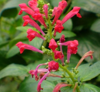 Photo of Scutellaria longifolia by Almost Eden