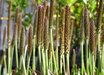 Plantago