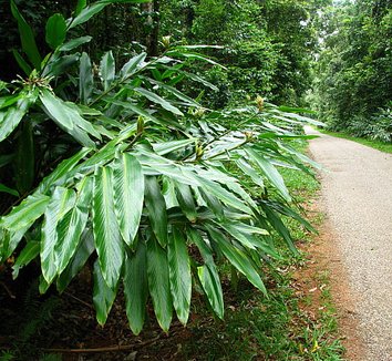 Photo of Alpinia arctiflora form by Peter Richardson