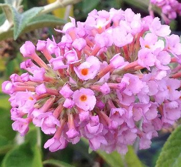 Photo of Buddleja Flutterby Grande® Peach Cobbler PP22144 flower by Forestfarm