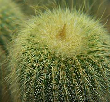 Photo of Parodia langsdorfii foliage by Kara Nursery