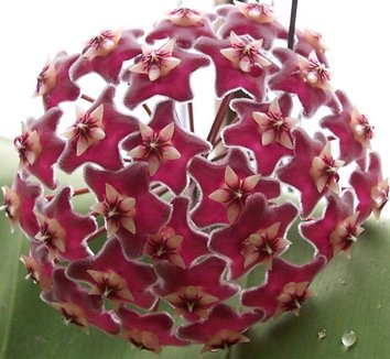 Photo of Hoya pubicalyx flower by Brian's Botanicals