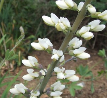 Photo of Baptisia alba var. macrophylla flower by Dancing Oaks Nursery