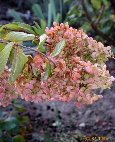 Hydrangea paniculata Graffiti | | plant lust
